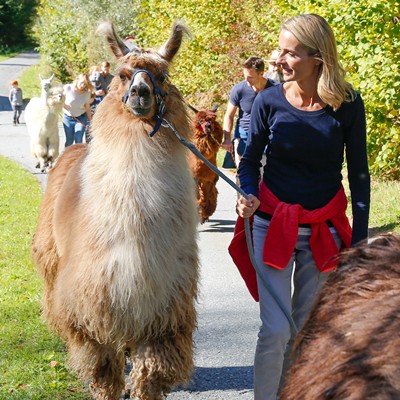 Woman leading a llama on a hike along a sunny path, in the foreground a colorful Ramsi mascot doll on the back of an animal.