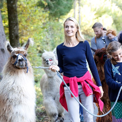 Familien bei Lama-Wanderung im Wald, Kinder führen gemeinsam mit ihrer Mutter ein Tier an der Leine.