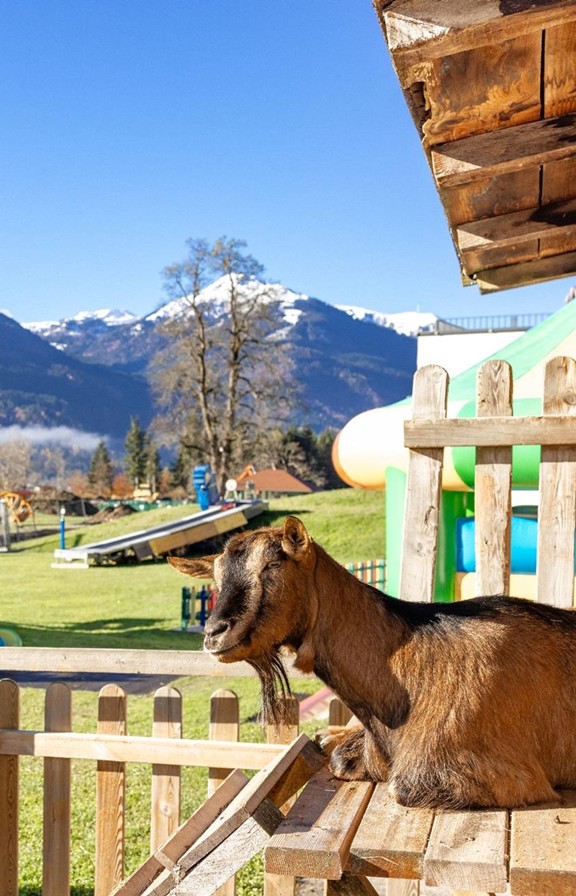 Eine Ziege, sonnt sich auf einer Bank in ihrem Gehege, das sich neben der Hüpfburg befindet- im Hintergrund befindet sich der Spielplatz des Hotels Ramsi.